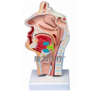 “康為醫(yī)療”鼻腔、口腔、喉、咽正中矢狀切面模型