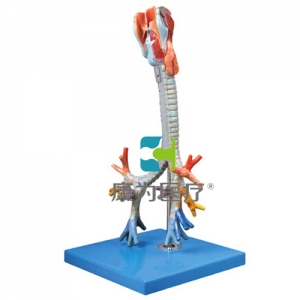 “康為醫(yī)療”喉與氣管、支氣管樹模型