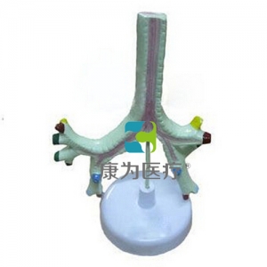 “康為醫(yī)療”氣管、支氣管及肺段支氣管模型