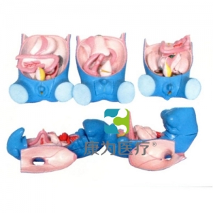 “康為醫(yī)療”消化、呼吸、泌尿、生殖、體腔發(fā)生模型