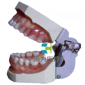 “康為醫(yī)療”牙齦病模型