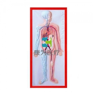 “康為醫(yī)療”循環(huán)系統(tǒng)浮雕模型