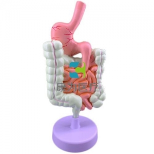 “康為醫(yī)療”病理消化系統模型