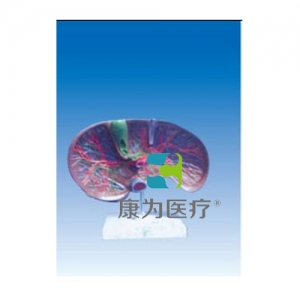 “康為醫(yī)療”肝膽解剖、甘血管、膽管的肝分布