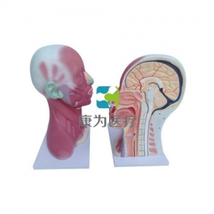 “康為醫(yī)療”頭、頸肌肉局部解剖模型