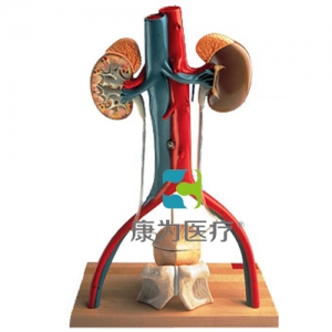 男性泌尿系統(tǒng)活動架模型