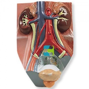 男性泌尿系統(tǒng)模型，實(shí)物的0.75倍