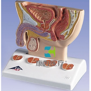 前列腺模型，實物1/2