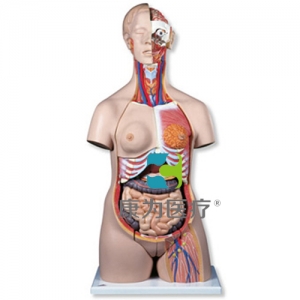 豪華型兩性軀干模型，24部分
