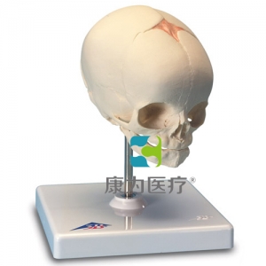 胎兒顱模型，置于基架