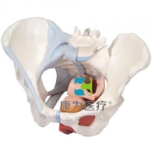 女性骨盆模型（配置韌帶組件，穿通盆底肌群及器官的正中矢狀切面），4分體