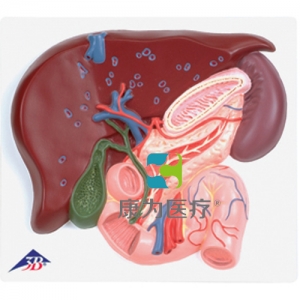 肝臟帶膽囊、胰和十二指腸模型