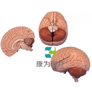 介紹性腦模型，2部分