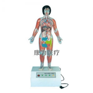 “康為醫(yī)療”微電腦人體心動周期與大、小循環(huán)演示模型