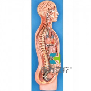 GPI神經系統(tǒng)硅膠模型（軟硬結合）